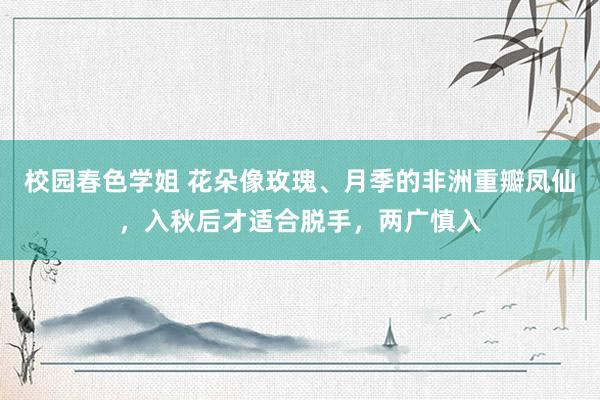 校园春色学姐 花朵像玫瑰、月季的非洲重瓣凤仙，入秋后才适合脱手，两广慎入